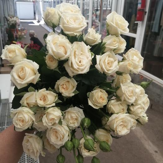 Bush rose branch piece by piece