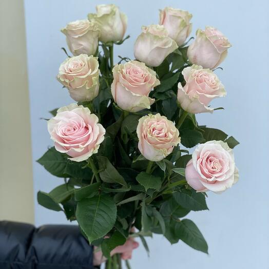 Elite delicate roses
