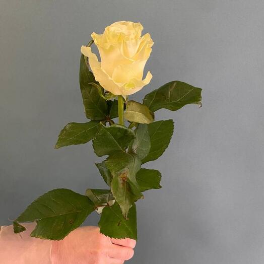 Rosa Holandesa Mondial