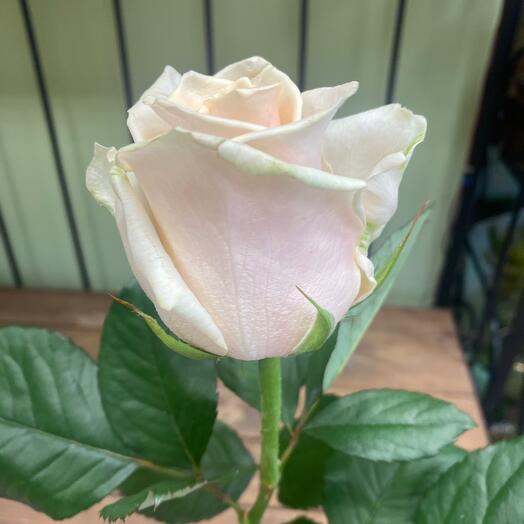 Rosa Talea 60cm