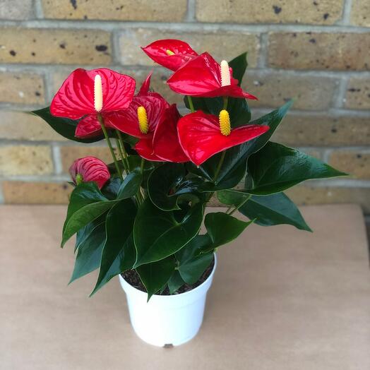 Anthurium