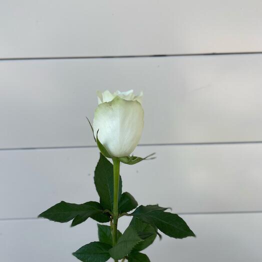 Rose Kenya