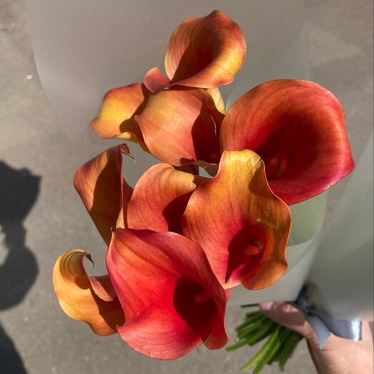 9 callas de Fuego