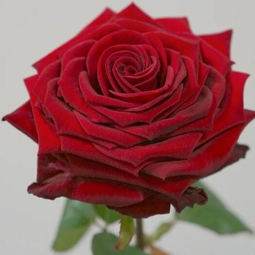 Rosa roja Naomi Rusia, 50 cm