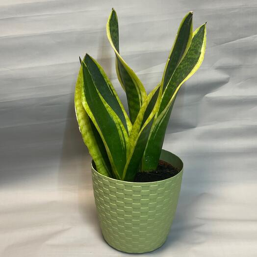 Houseplant Sansevieria