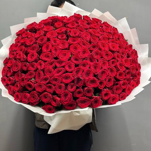 151 Roses