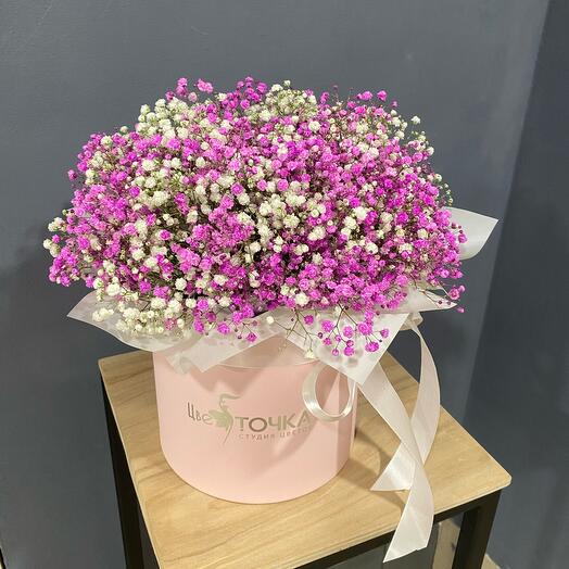 Gypsophila en Caja