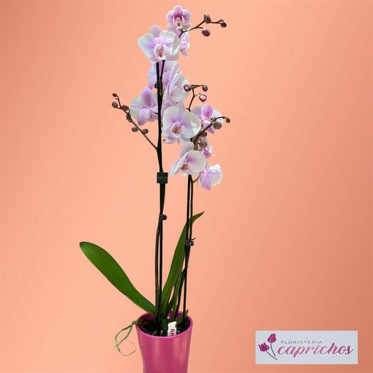 ORQUIDEA 60 CM