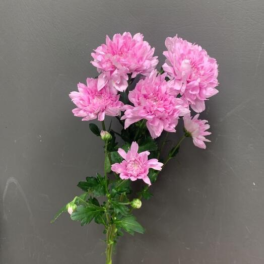 Pink bush chrysanthemum
