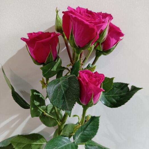 Bush fuchsia rose 60 cm