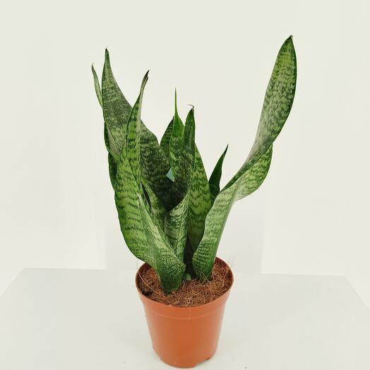 Сансевиерия Зейланика 35 см