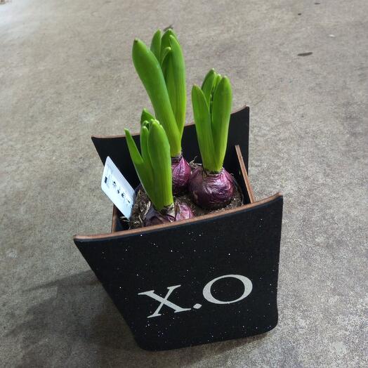 3 гиацинта в кашпо ХО на подарок