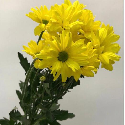 Bacardi yellow bush chrysanthemums