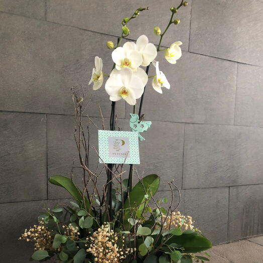 Orquidea