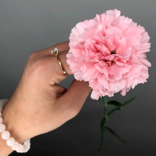 Dianthus