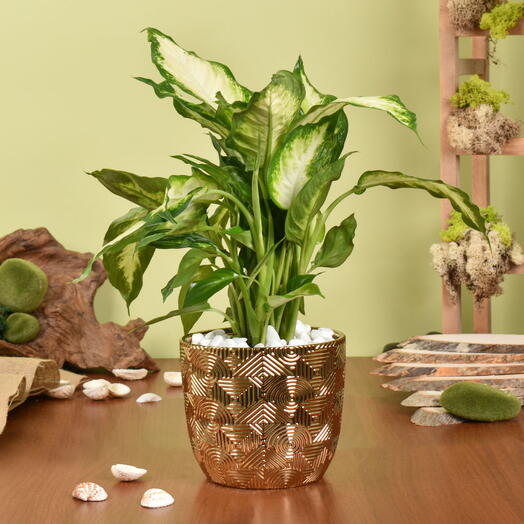 Dieffenbachia Small Easy to Maintain Plant