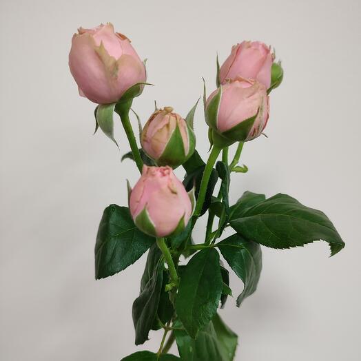 Роза кустовая Спешл Дайменшенс