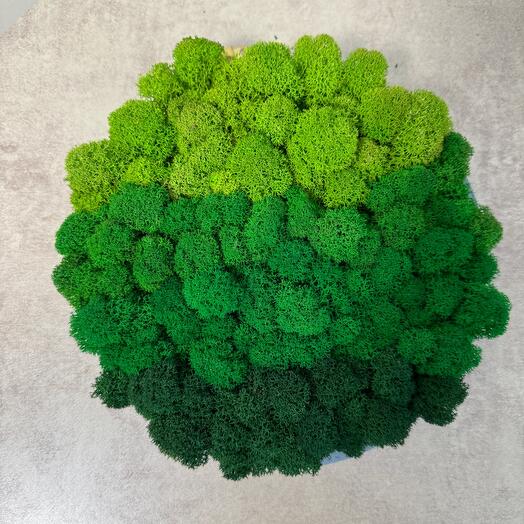 Фито панно стабилизированный мох