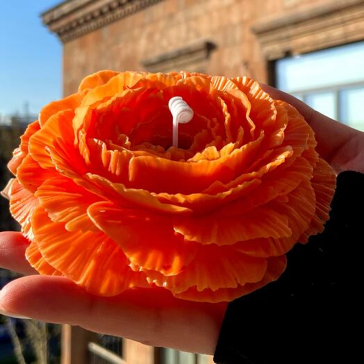 Оранжевая ранункулюс