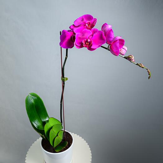 Purple Phalaenopsis Single Stem Plant