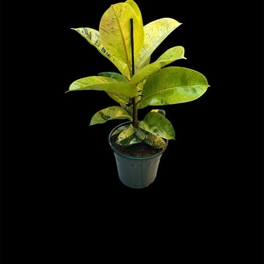 Ficus Shivereana