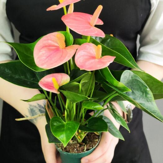 Антуриум Свит Дрим (Anthurium Sweet Dream) D9см