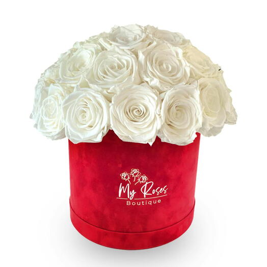 Red Velvet Box With 36 white Roses