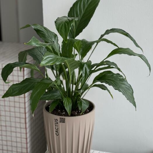 Спатифилум, пересаженный в кашпо