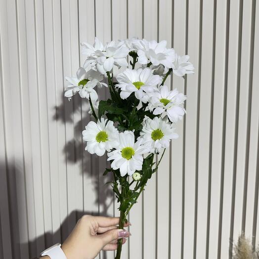 Хризантема кустовая бакарди