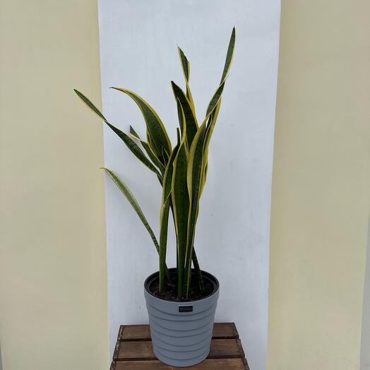 Сансиверия в кашпо