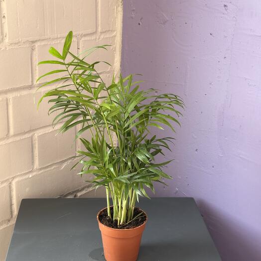 Комнатное растение хамедорея