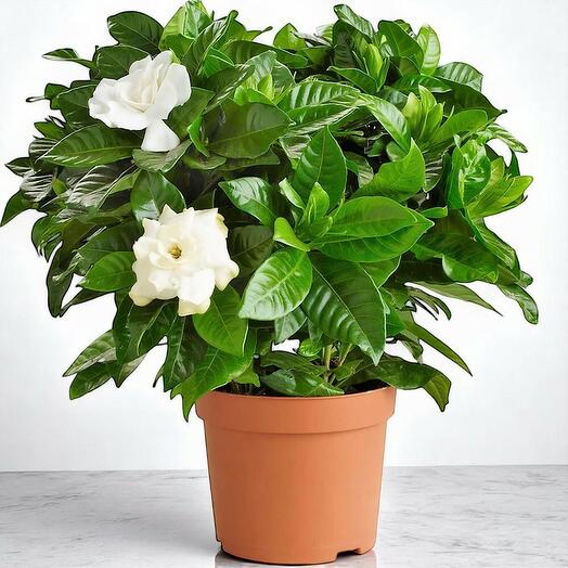Gardenia Jasminoides (Cape Jasmine) – 30cm Fragrant Indoor Flowering Plant with Glossy Leaves