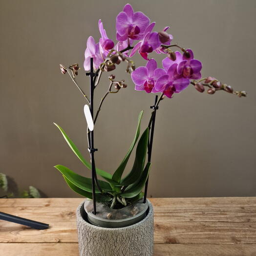 Orquidea