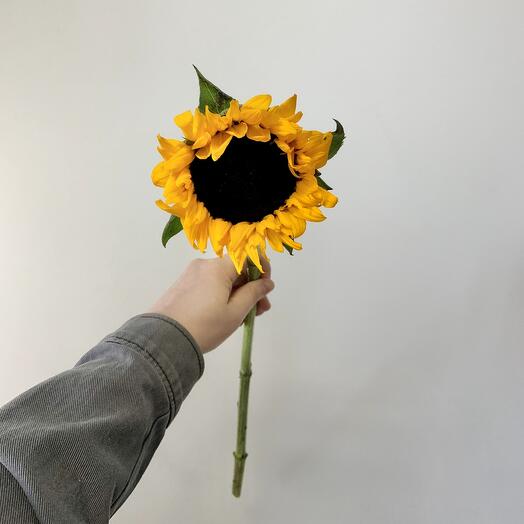 Подсолнух