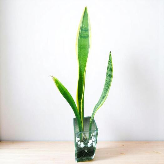 Sansevieria