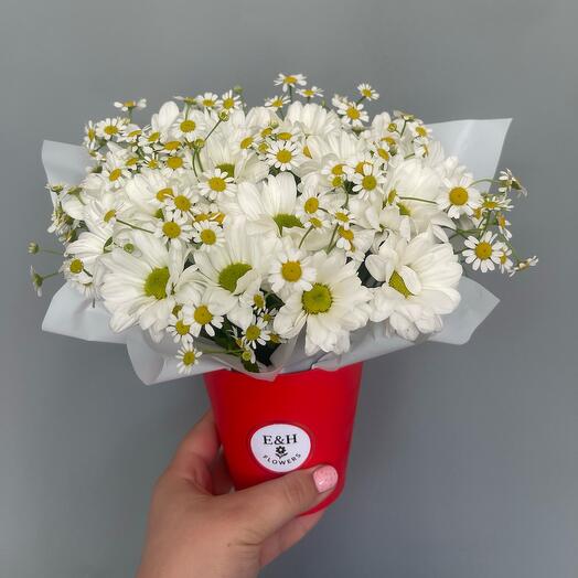 A Compliment of Daisies