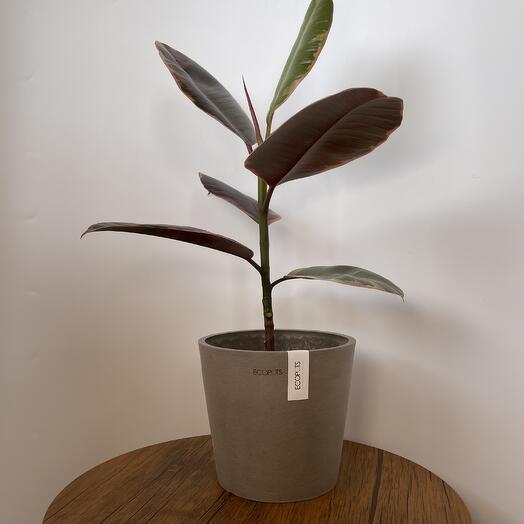 Фикус Эластика Белиз в кашпо Ecopots