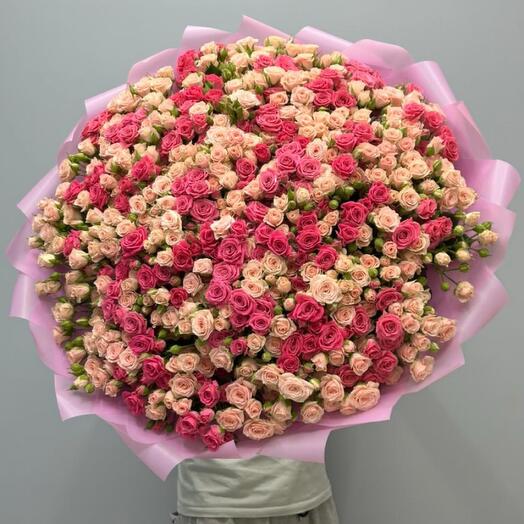201 кустовая Роза Голландия (моно34689)
