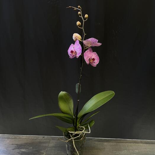 Phalaenopsis Pink Tiger Orchid