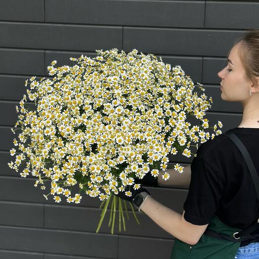 25 кустовых ромашек под ленту
