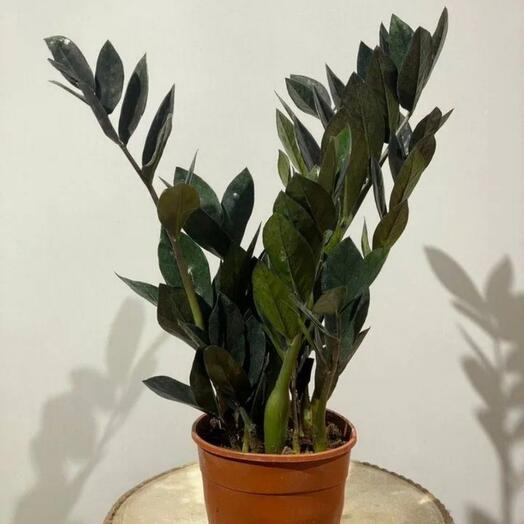 Замиокулькас черный равен