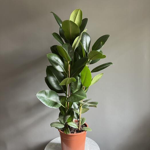 Фикус Эластика🌿