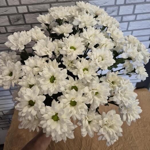 Хризантема кустовая ромашки