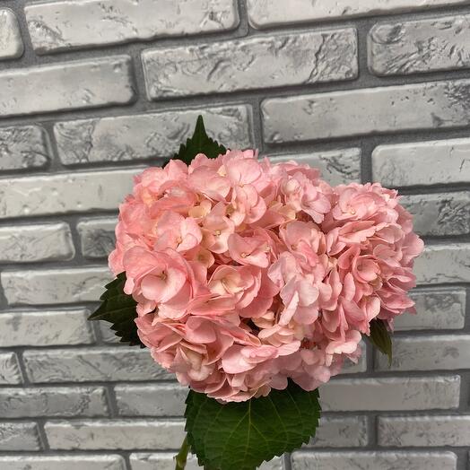 Гортензия розовая🩷💕🍃
