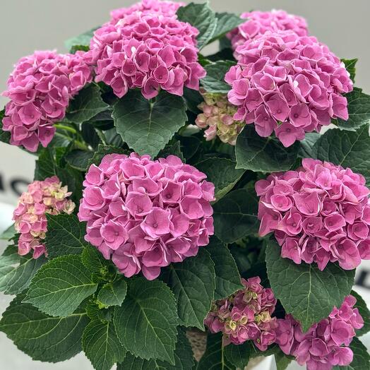 Гортензия в корзине