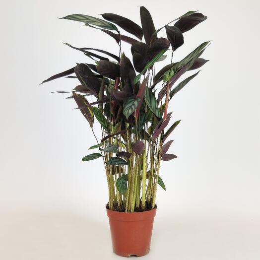 Ктенанта Оппенгейма "Живые листья", D-12 см