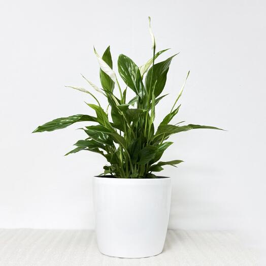 Спатифиллум, в белом кашпо с автополивом, высота 45-50см