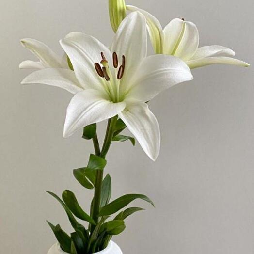 Лилия белая