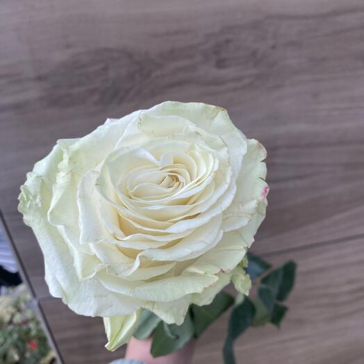 White Ecuadorian rose 1