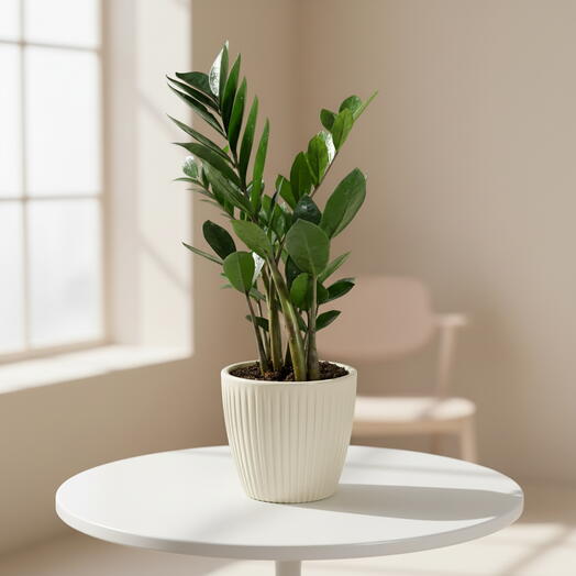 Замиокулькас в горшке кашпо, Белый